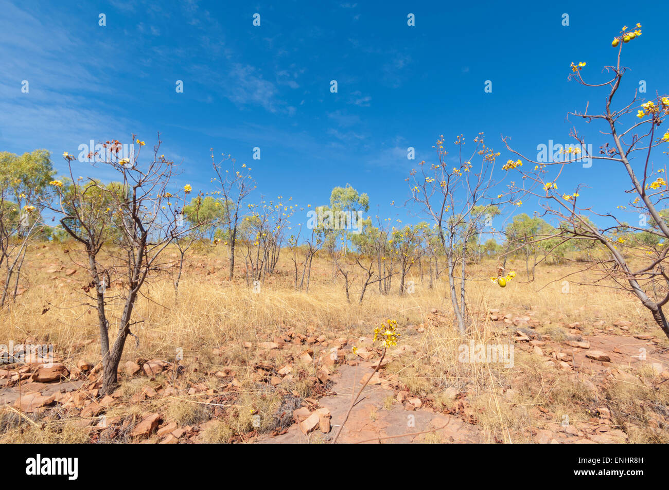 Fleurs de Kapokier (Cochlospermum fraseri), Kimberley, Western Australia, WA, Australia Banque D'Images