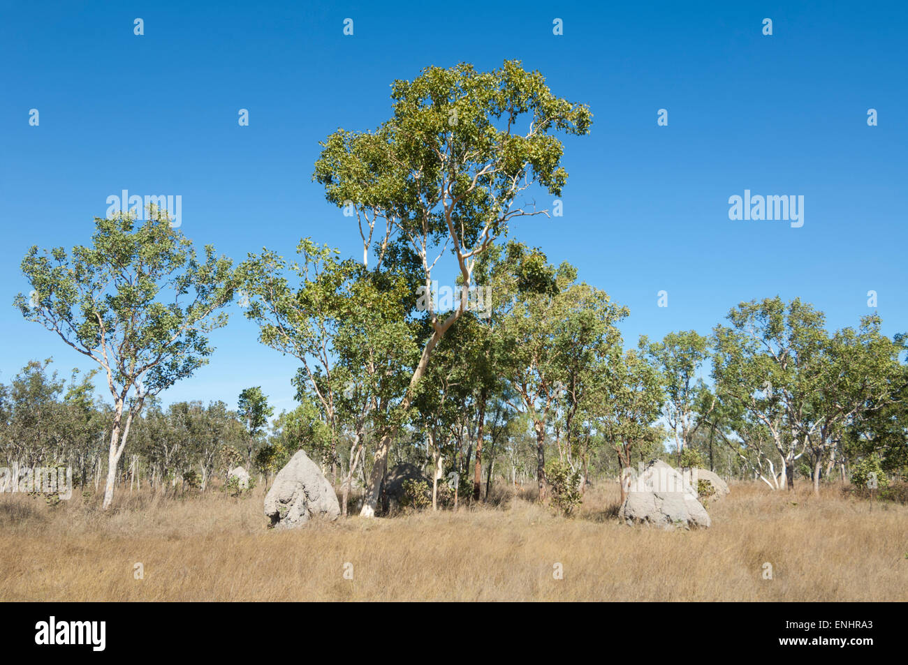 Les termites Mounds dans la savane, Charnley River Station, Kimberley, Australie occidentale Banque D'Images