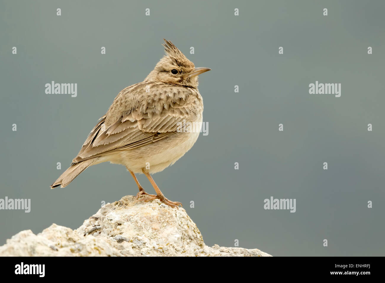 Un Crested Lark (Galerida cristata) assis sur un rocher Banque D'Images