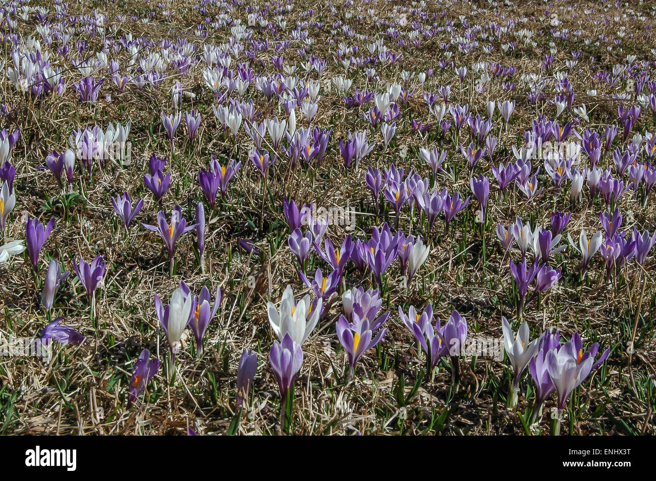 Meadows près de Innervillgraten Unterstaller Almboden, sont couvertes de lilas et blanc crocus dès que la neige disparaît. Banque D'Images
