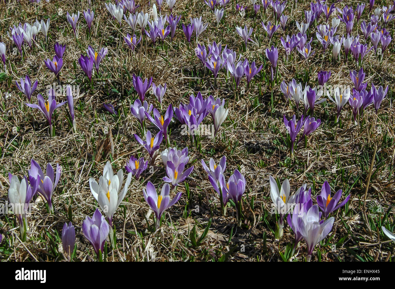 Meadows près de Innervillgraten Unterstaller Almboden, sont couvertes de lilas et blanc crocus dès que la neige disparaît. Banque D'Images