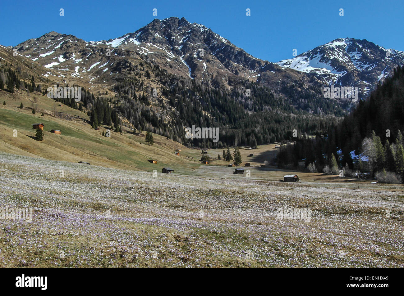 Meadows près de Innervillgraten Unterstaller Almboden, sont couvertes de lilas et blanc crocus dès que la neige disparaît. Banque D'Images