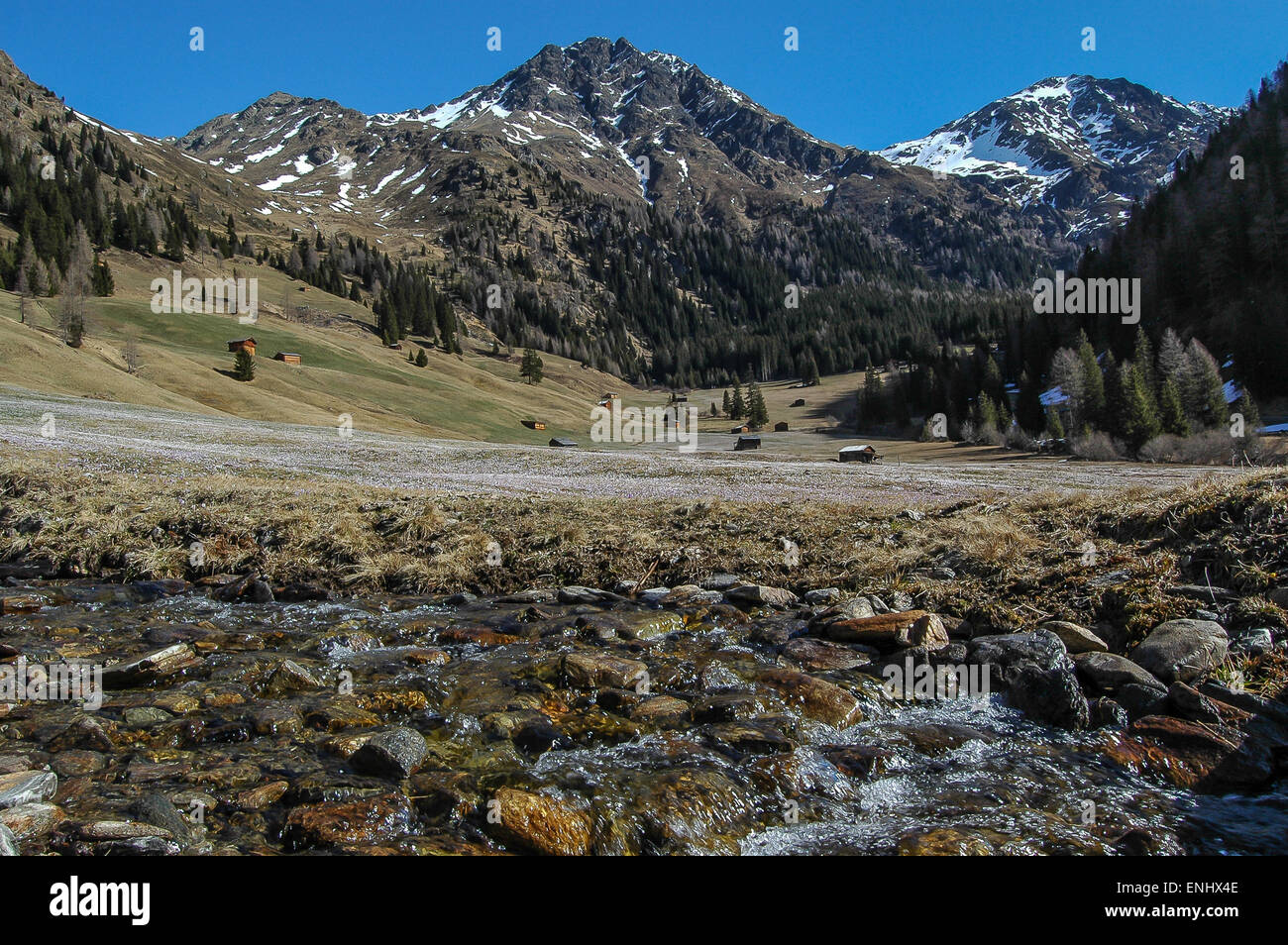 Les Crocus Alpine ne peut survivre que s'ils sont de fumier avec paille. Ils disparaissent si dunged avec avec de l'engrais ou semi-liquide. Banque D'Images