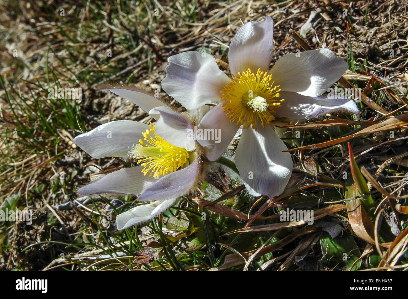 Le pasque flower est une des premières fleurs à montrer ses fleurs au printemps. Banque D'Images