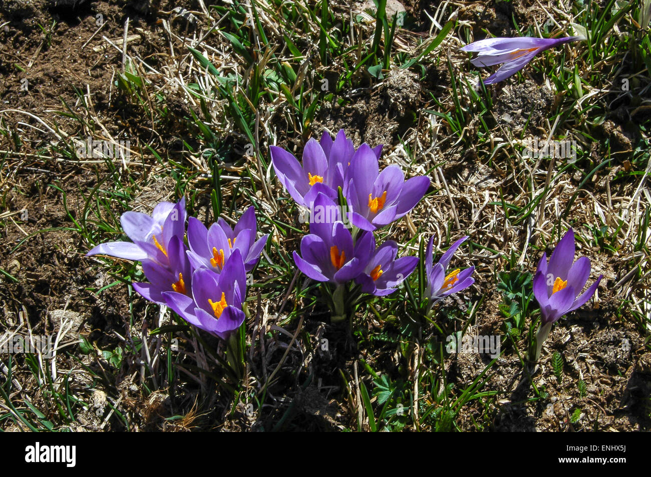 Meadows près de Innervillgraten Unterstaller Almboden, sont couvertes de lilas et blanc crocus dès que la neige disparaît. Banque D'Images