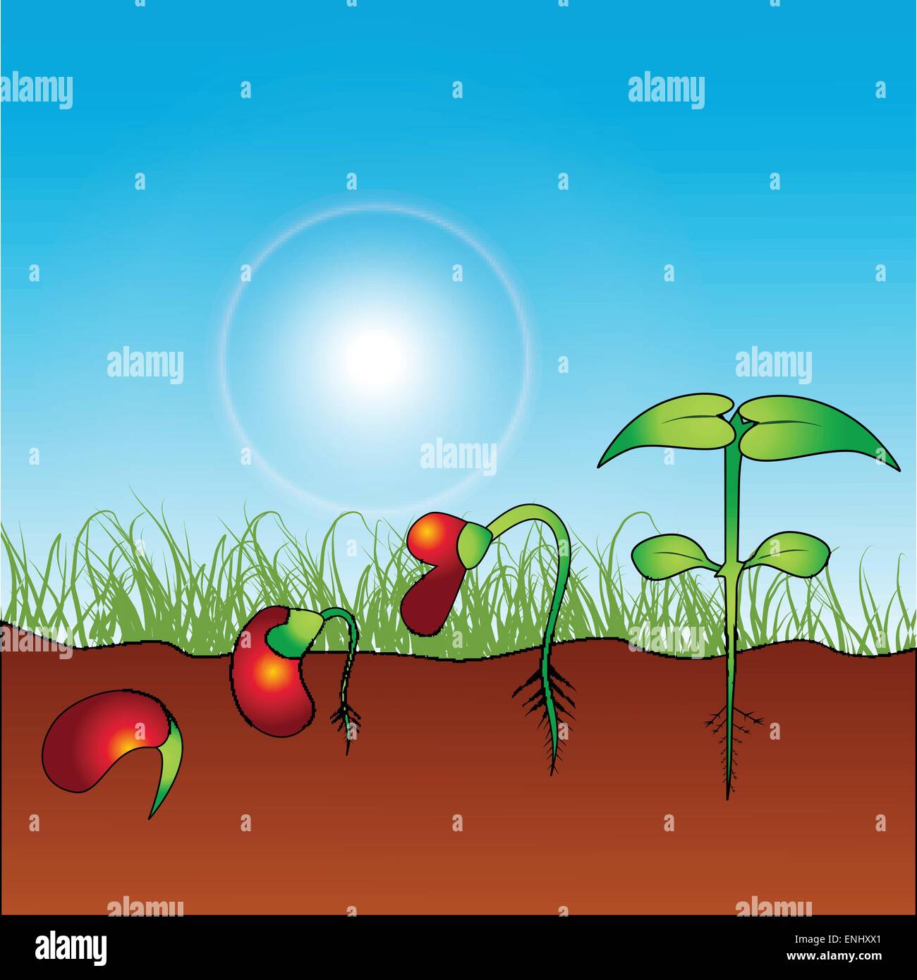 Vector plant growing concept design Illustration de Vecteur