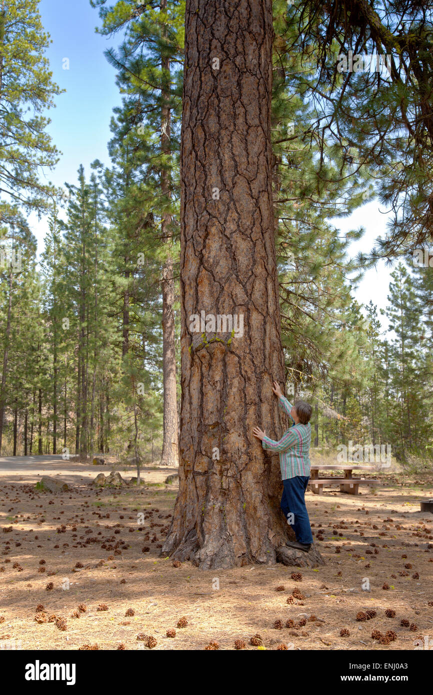 À la recherche de pin ponderosa à un arbre près de la Butte de lave dans le centre de l'Oregon. Banque D'Images