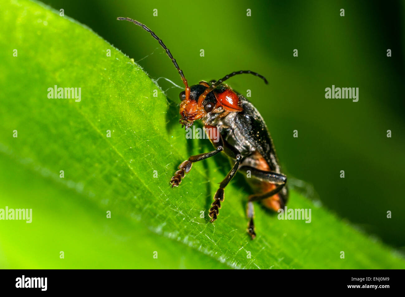 Cantharis fusca, coléoptère soldat Banque D'Images