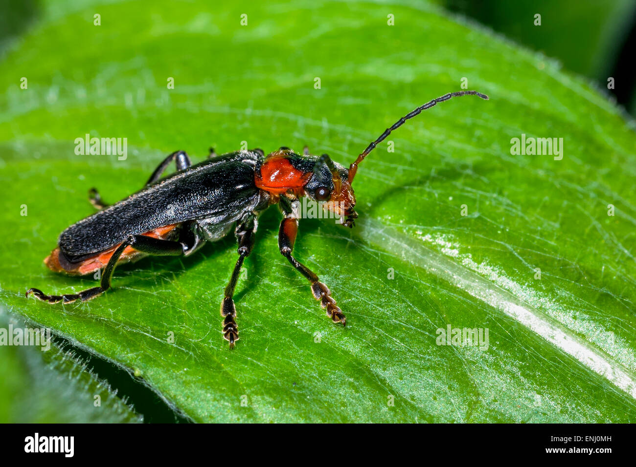 Cantharis fusca, coléoptère soldat Banque D'Images