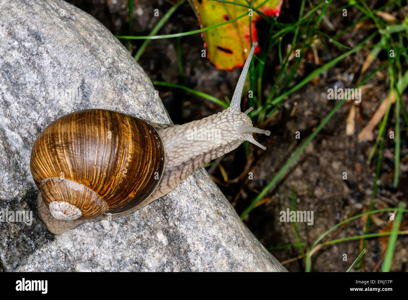 Arianta arbustorum Banque D'Images