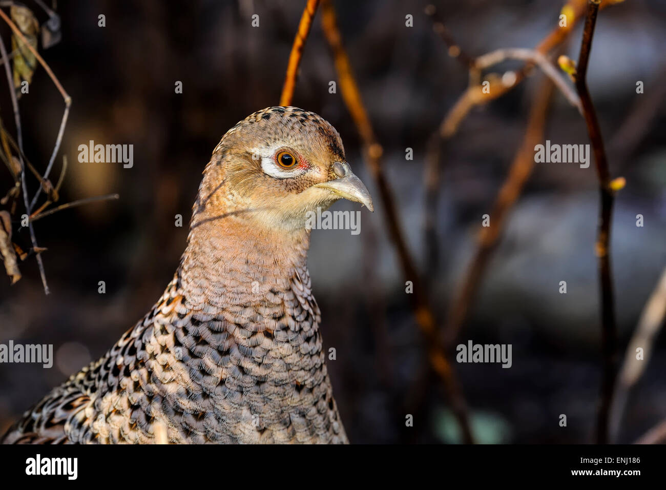 Faisan de Colchide Phasianus colchicus, commun Banque D'Images