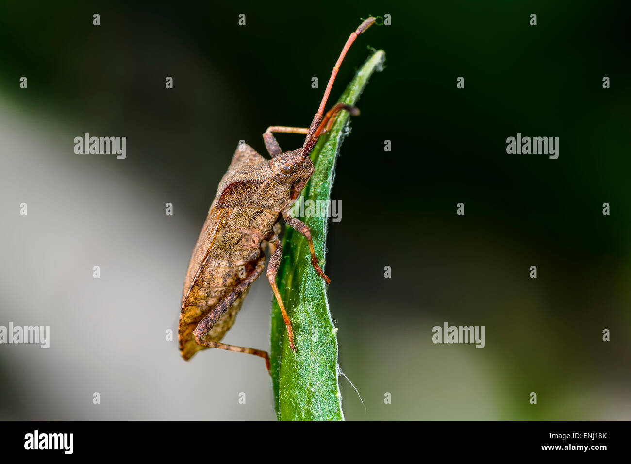 Feuille dock bug, coreus marginatus Banque D'Images