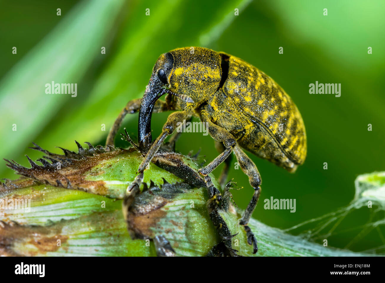 Larinus sturnus charançon, Banque D'Images