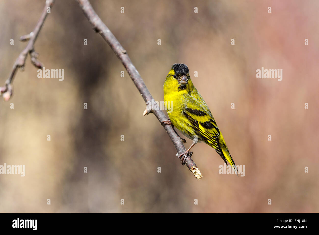 Eurasian siskin Carduelis spinus, Espoo, Finlande, Banque D'Images