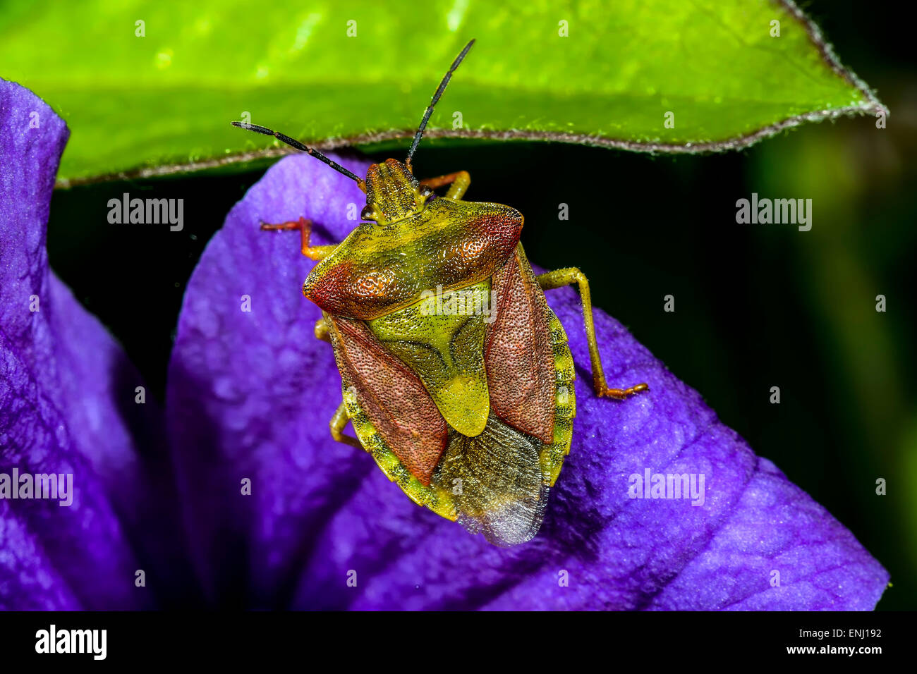 Carpocoris purpureipennis, Espoo Banque D'Images