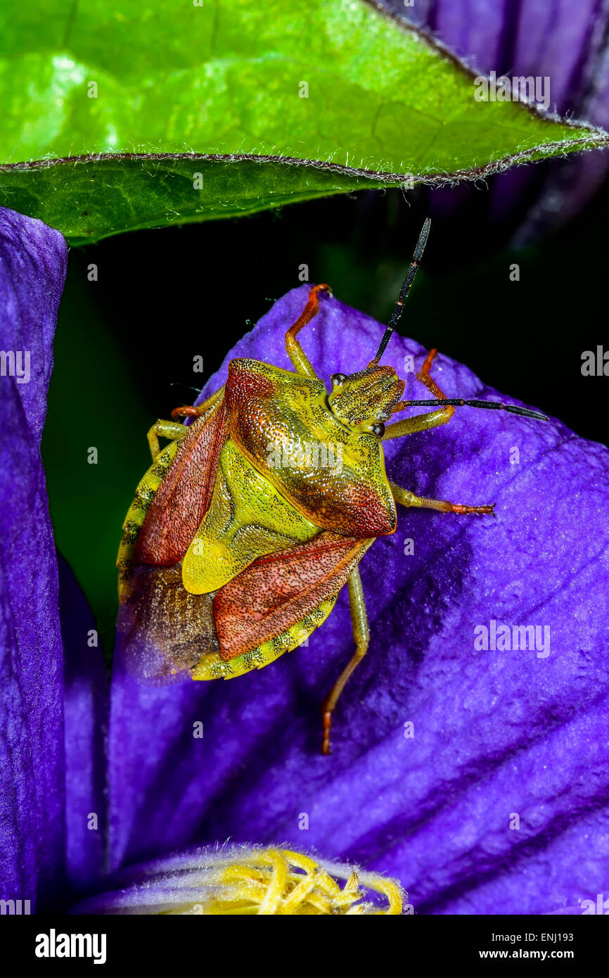Carpocoris purpureipennis, Espoo Banque D'Images