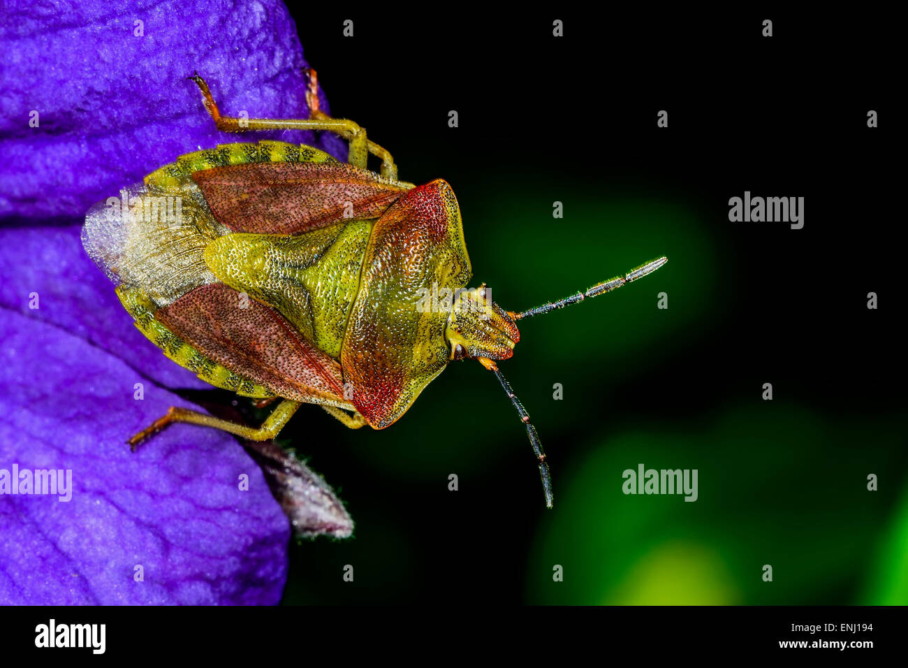 Carpocoris purpureipennis, Espoo Banque D'Images