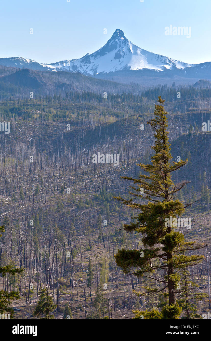 Mt. Washington et une forêt brûlée dans le centre de l'Oregon. Banque D'Images