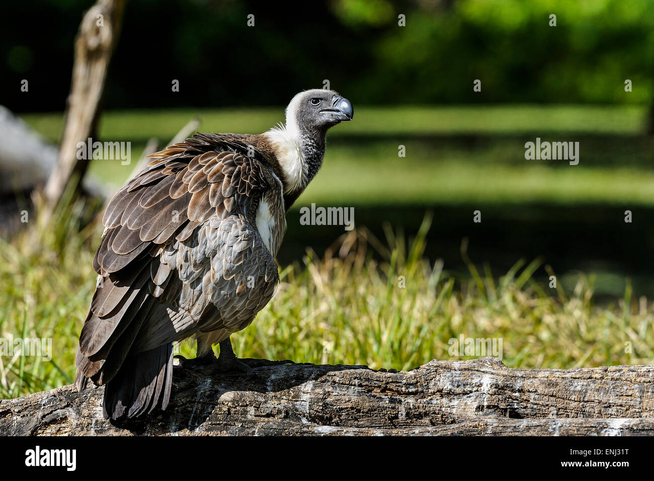 Gyps africanus, vautour Banque D'Images