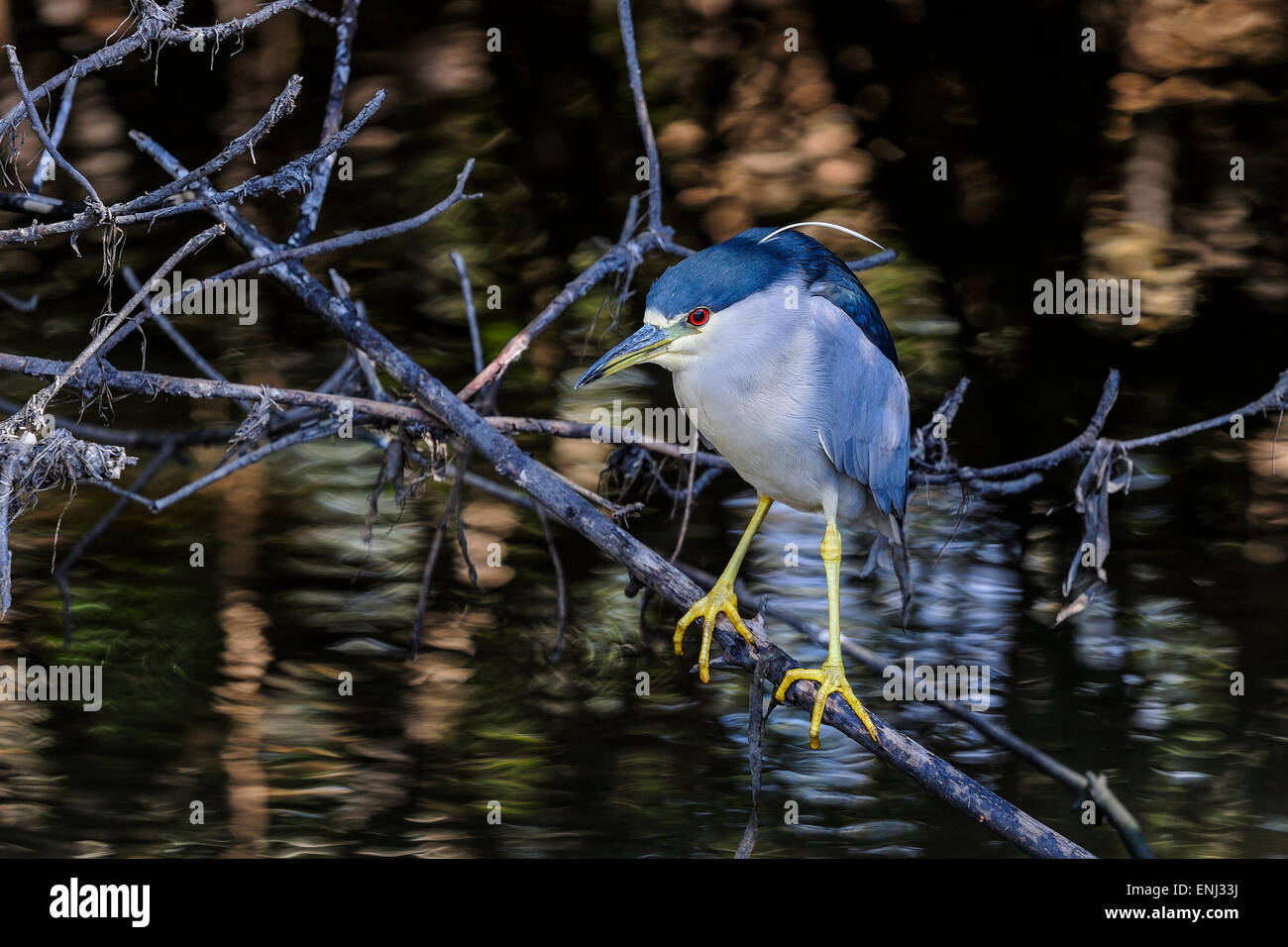 Bihoreau gris Nycticorax nycticorax Banque D'Images