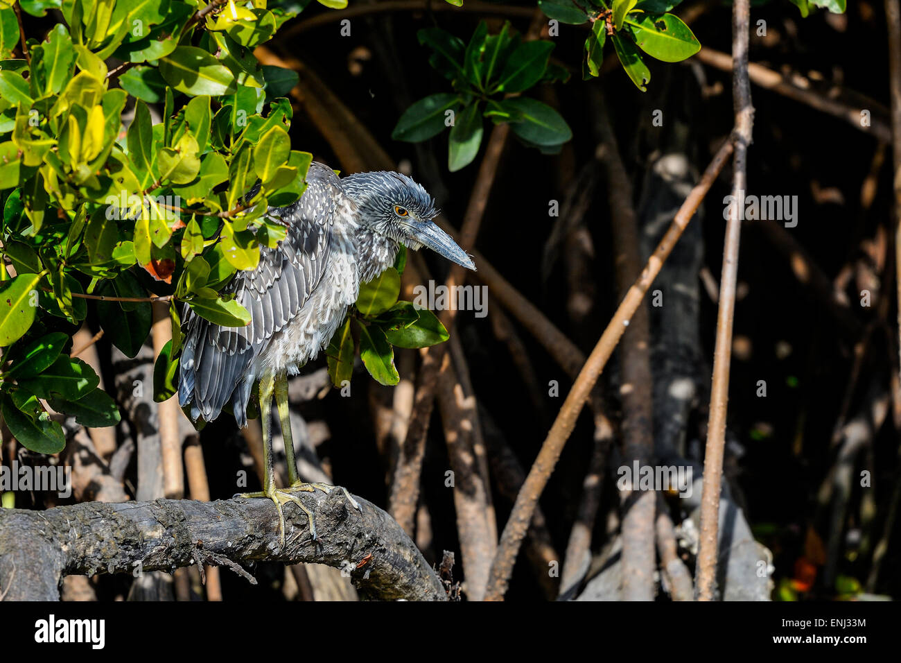 Bihoreau gris Nycticorax nycticorax Banque D'Images