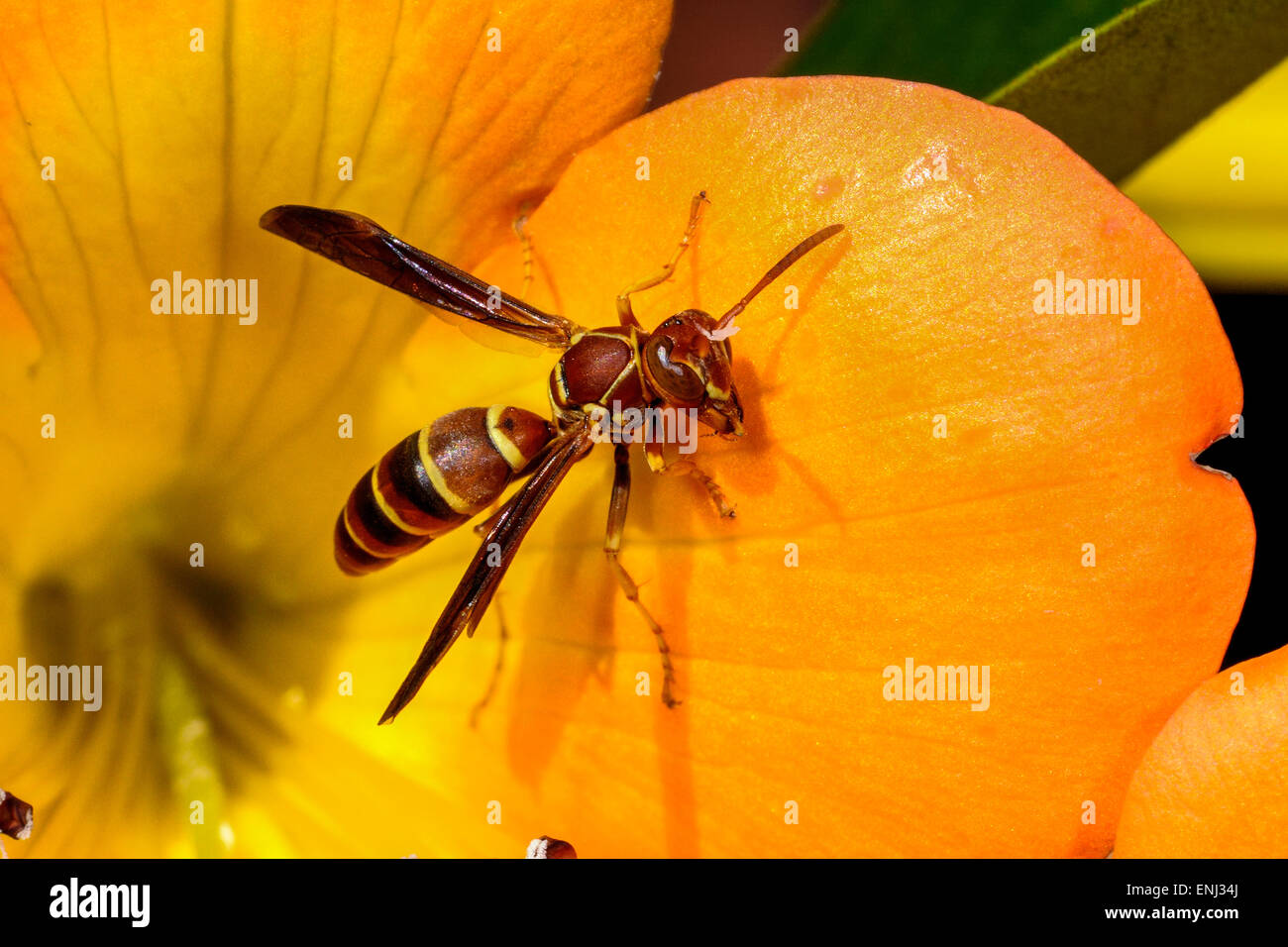 Paper wasp, Polistes annularis Banque D'Images