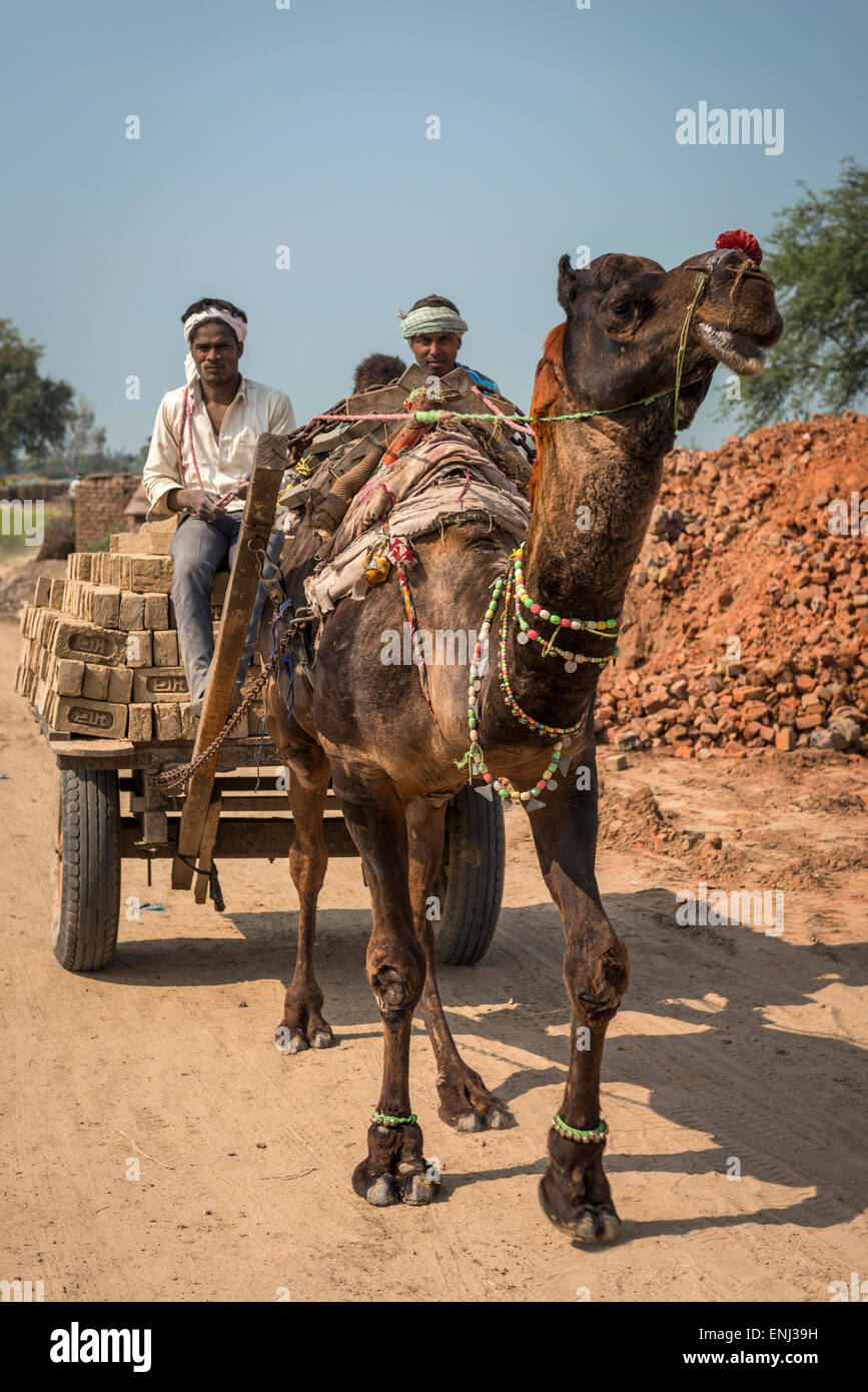 Un chameau et panier chargé avec des briques nouvellement fabriqués à une brique travaille dans l'Uttar Pradesh, Inde Banque D'Images