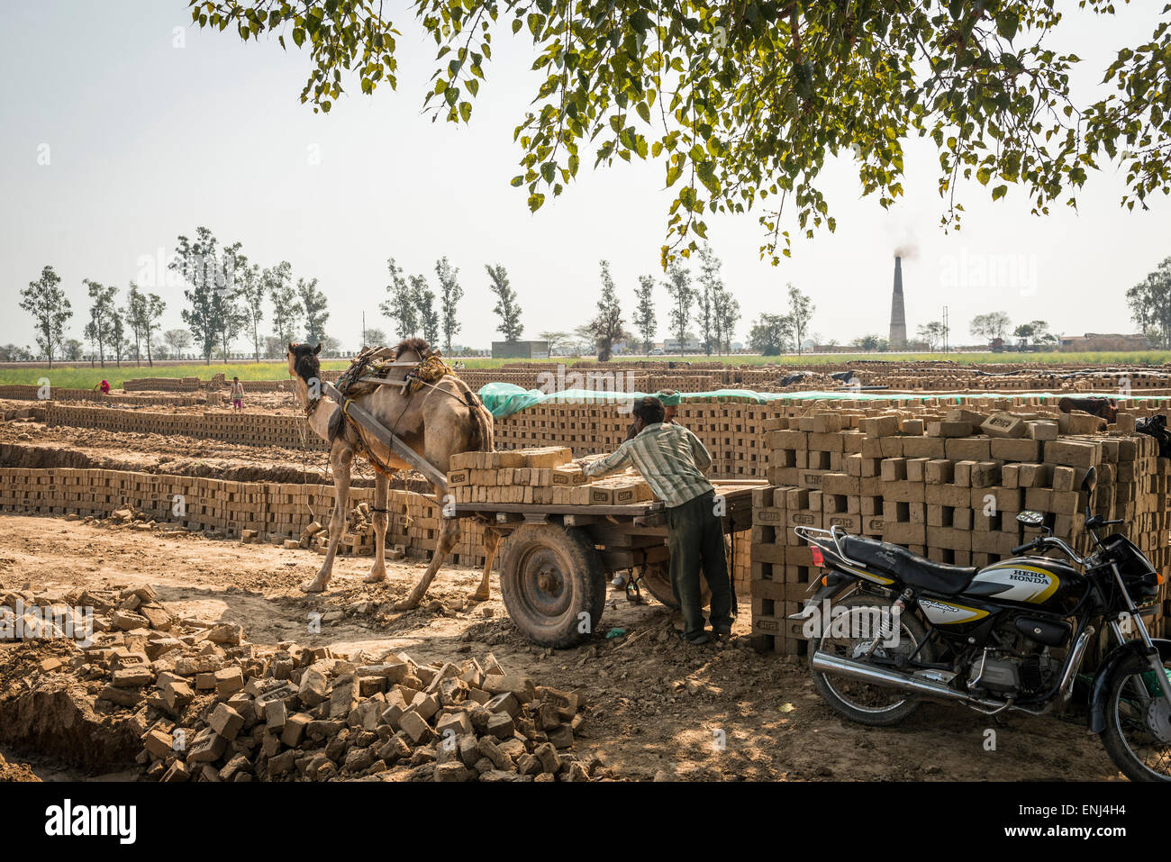 Un chameau panier en cours de chargement avec des briques à une brique travaille dans l'Uttar Pradesh, Inde Banque D'Images