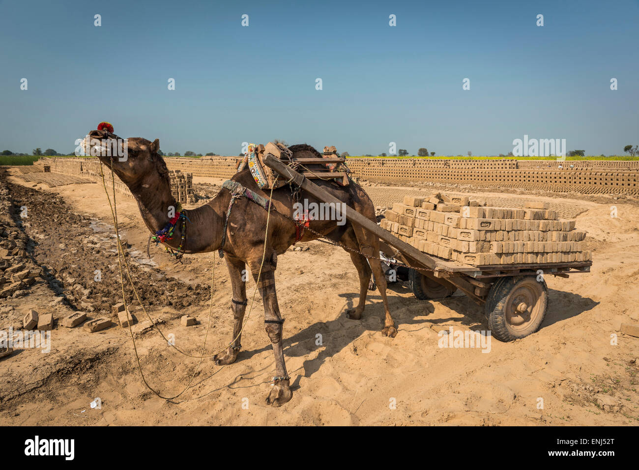 Un chameau et chariot utilisé pour transporter des briques dans une brique travaille dans l'Uttar Pradesh, Inde Banque D'Images