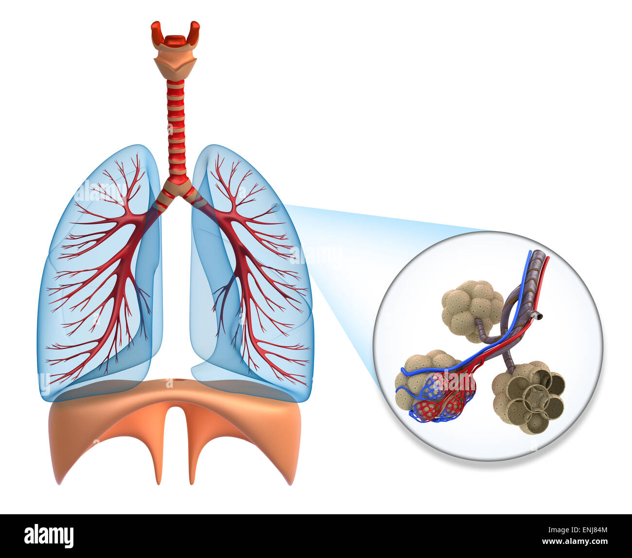 Dans les alvéoles des poumons - saturer le sang par l'oxygène Banque D'Images