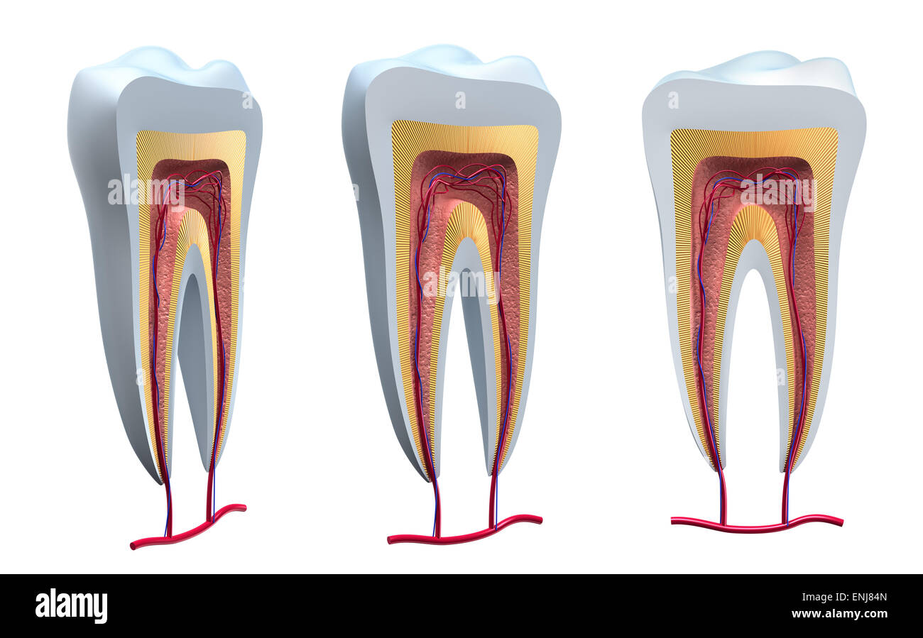 Anatomie des dents saines en détails. Image 3D isolés Banque D'Images