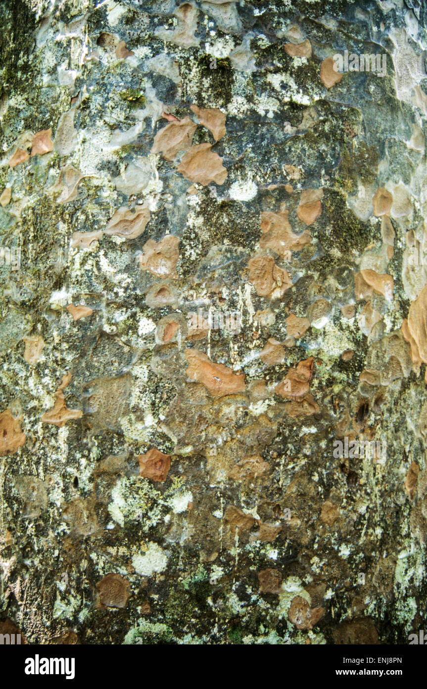Écorce de l'arbre Kauri, Nouvelle-Zélande Banque D'Images