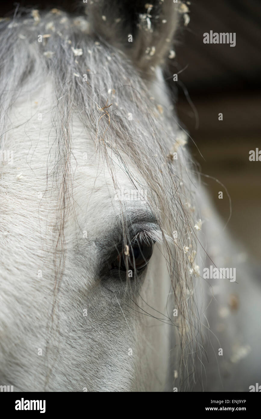 Close up d'un cheval gris avec des copeaux dans sa crinière. Banque D'Images