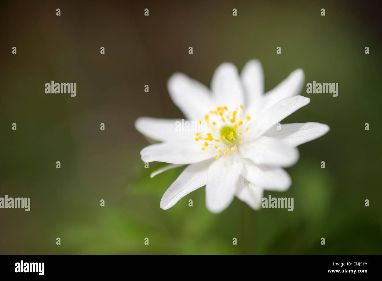 Close up of a double white Anemone Nemerosa avec un fond musical. Banque D'Images