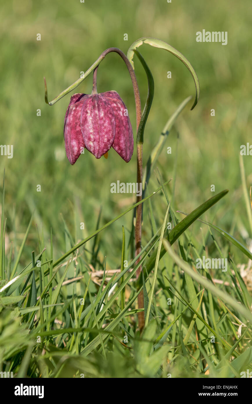 Tête du serpent fritillary - fleur sauvage Banque D'Images