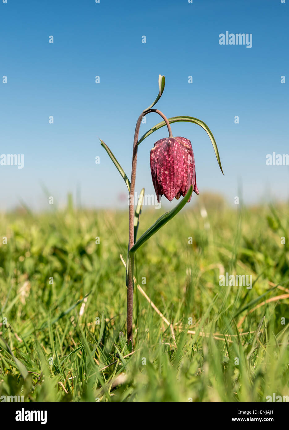 Tête du serpent fritillary - fleur sauvage Banque D'Images