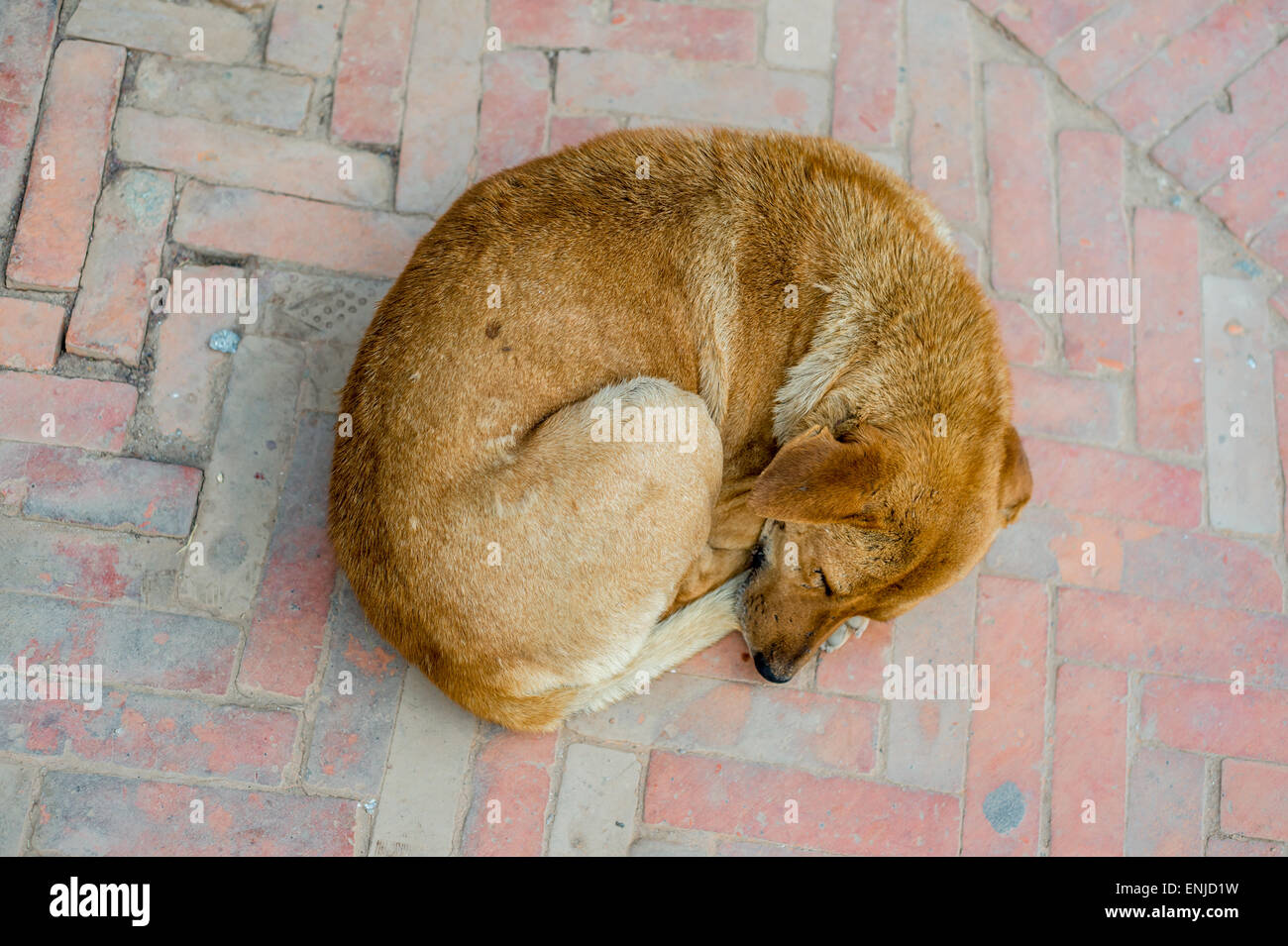 Couchage chien à Katmandou, Népal Banque D'Images