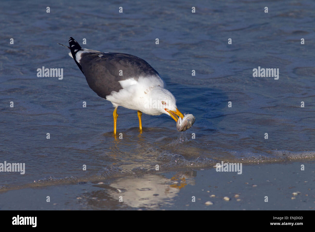 Moindre Goéland marin Larus fuscus avec poisson mort Gulf Coast Florida USA Banque D'Images