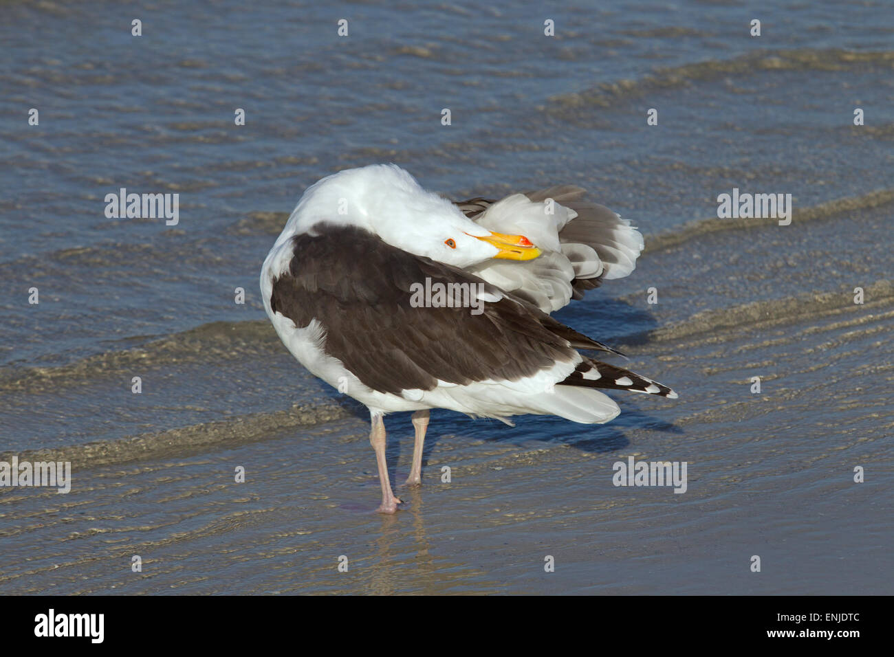 Moindre Goéland marin Larus fuscusin au lissage Gulf Coast Florida USA Banque D'Images