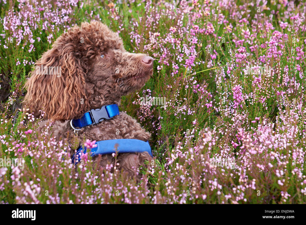 Un caniche marron violet chiné sur la floraison chez les Maures de Northumberland. Banque D'Images