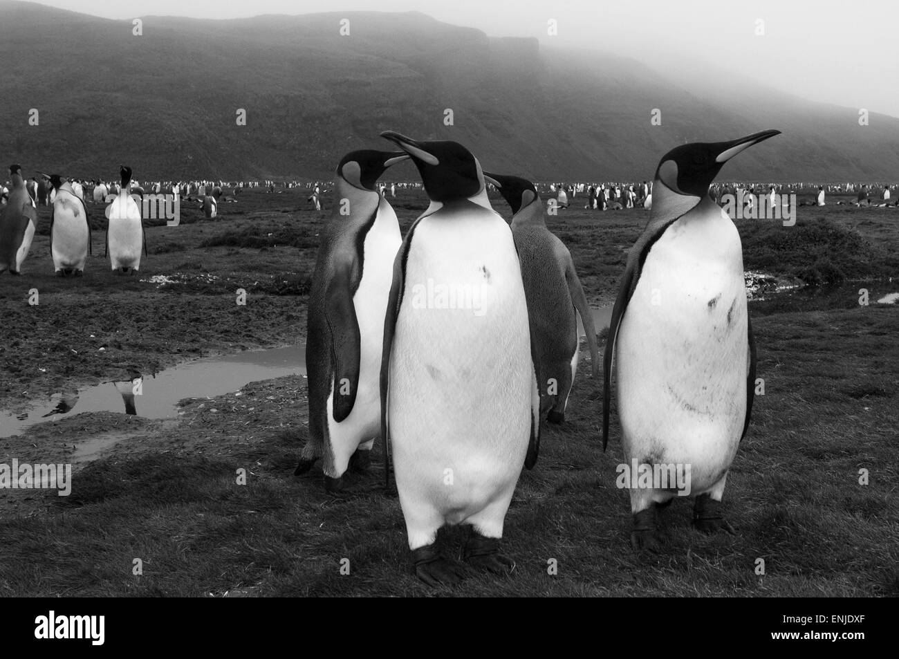 Manchot royal (Aptenodytes patagonicus) , la plaine de Salisbury, la Géorgie du Sud Banque D'Images