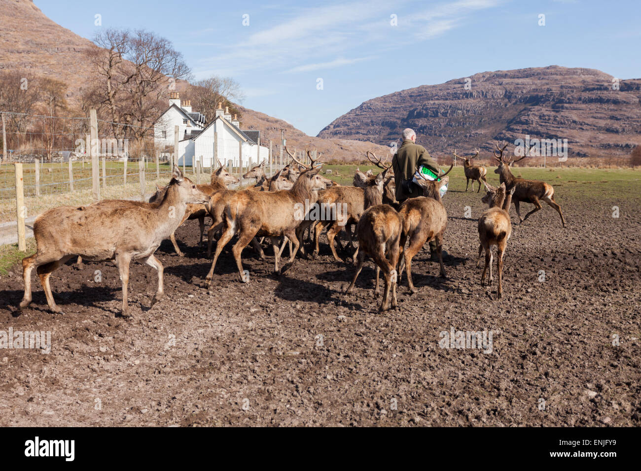 Torridon deer farm et parc, Wester Ross, Scotland. Les cerfs sont nourris par un gardien. Banque D'Images