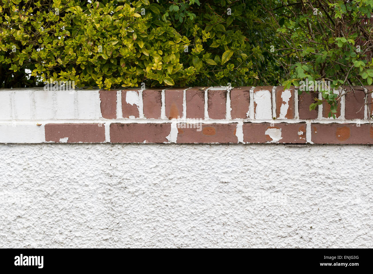 Le gel et les dommages causés par les intempéries à jardin peint mur - montrant l'écaillage de la peinture et les dommages causés par le gel aux briques Banque D'Images