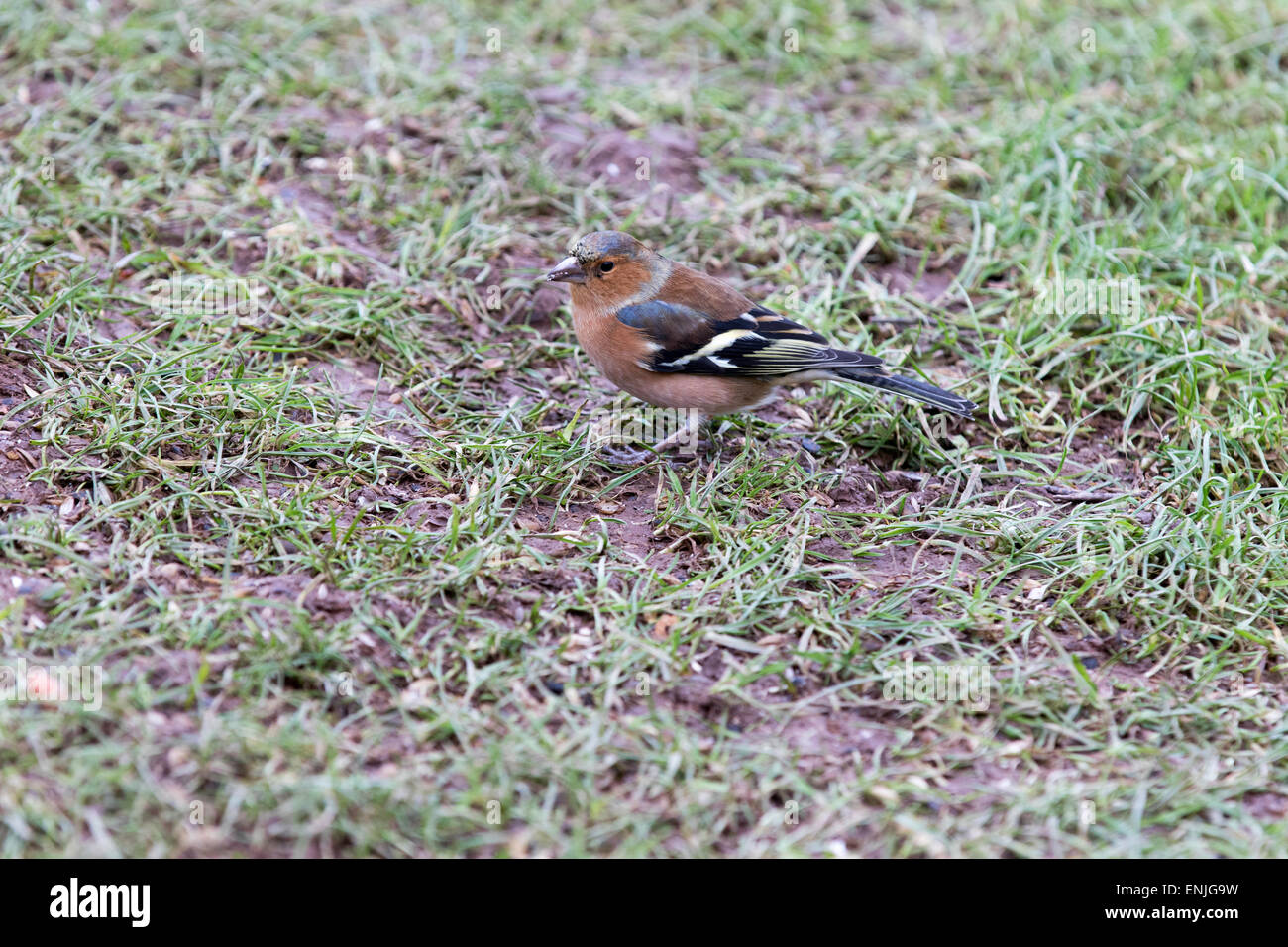 - Fringilla coelebs Chaffinch mâle sur le terrain. Banque D'Images