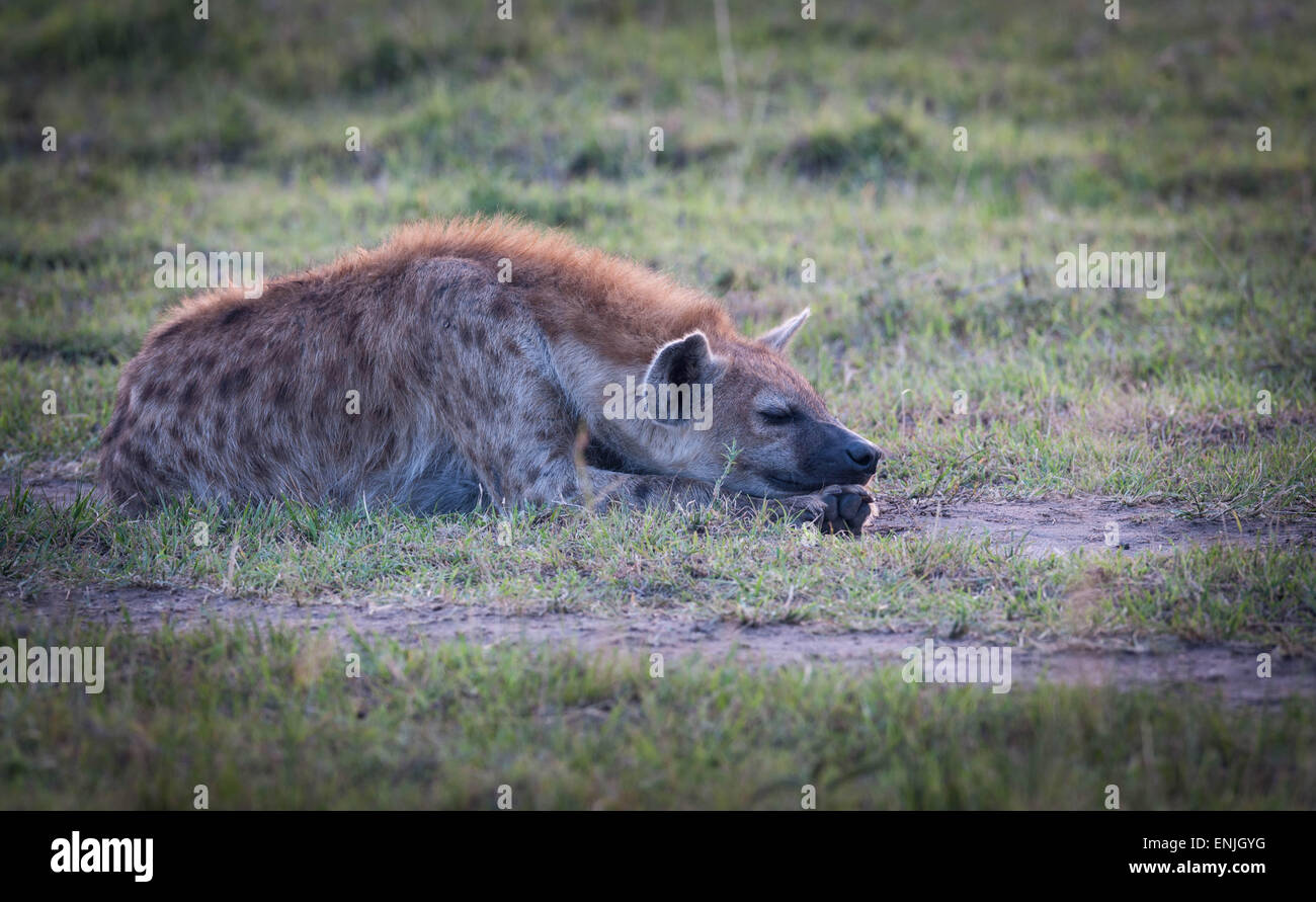 Les hyènes dans la savane de l'Afrique Banque D'Images