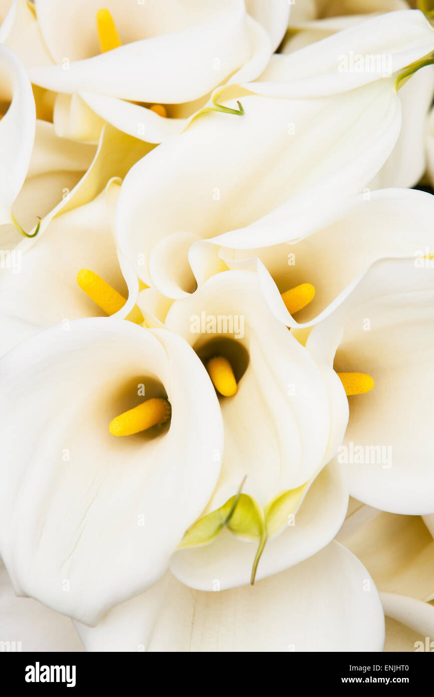 Des lis calla blancs au Farmers Market, Santa Barbara, Californie, États-Unis d'Amérique Banque D'Images