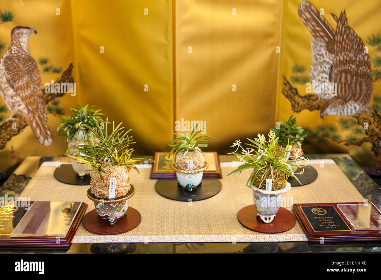 Gagnants du Neofinetia falcata à en juger à l'été à Cal-Orchid Hummer vente orchidées, Santa Barbara, Californie Banque D'Images