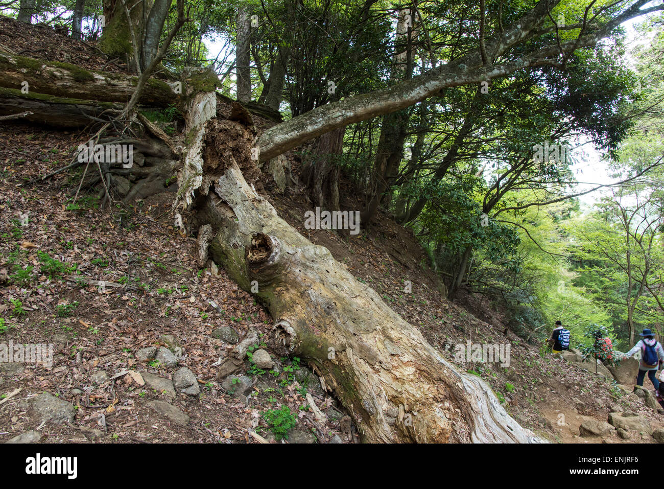 L'escalade du Mt.Ooyama Isehara,ville,la préfecture de Kanagawa, Japon, Banque D'Images