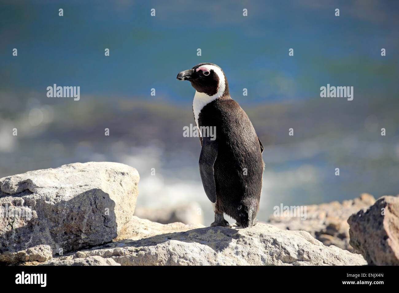 Manchot du Cap (Spheniscus demersus), adulte, debout sur le roc, Stony Point, Betty's Bay, Western Cape, Afrique du Sud Banque D'Images
