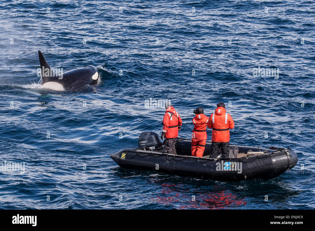 Type d'adultes un épaulard (Orcinus orca) surfacing près de chercheurs dans le détroit de Gerlache, l'Antarctique, régions polaires Banque D'Images